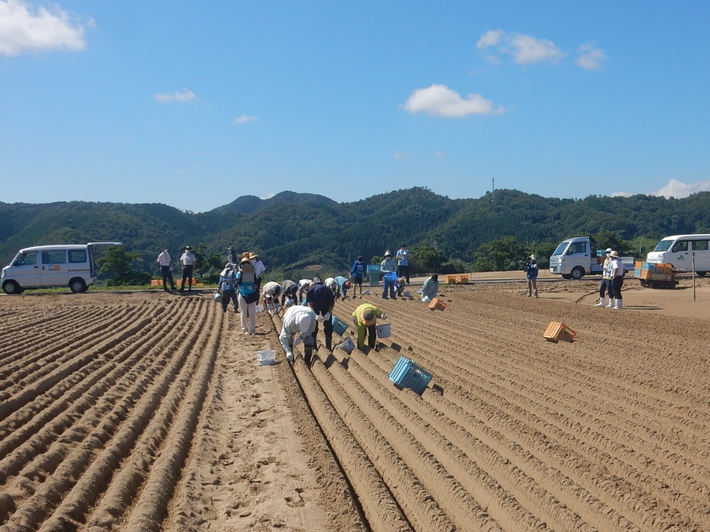 黙々と行う植え付け作業