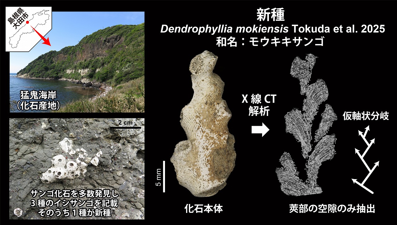 図：島根県大田市猛鬼海岸より発見されたモウキキサンゴ